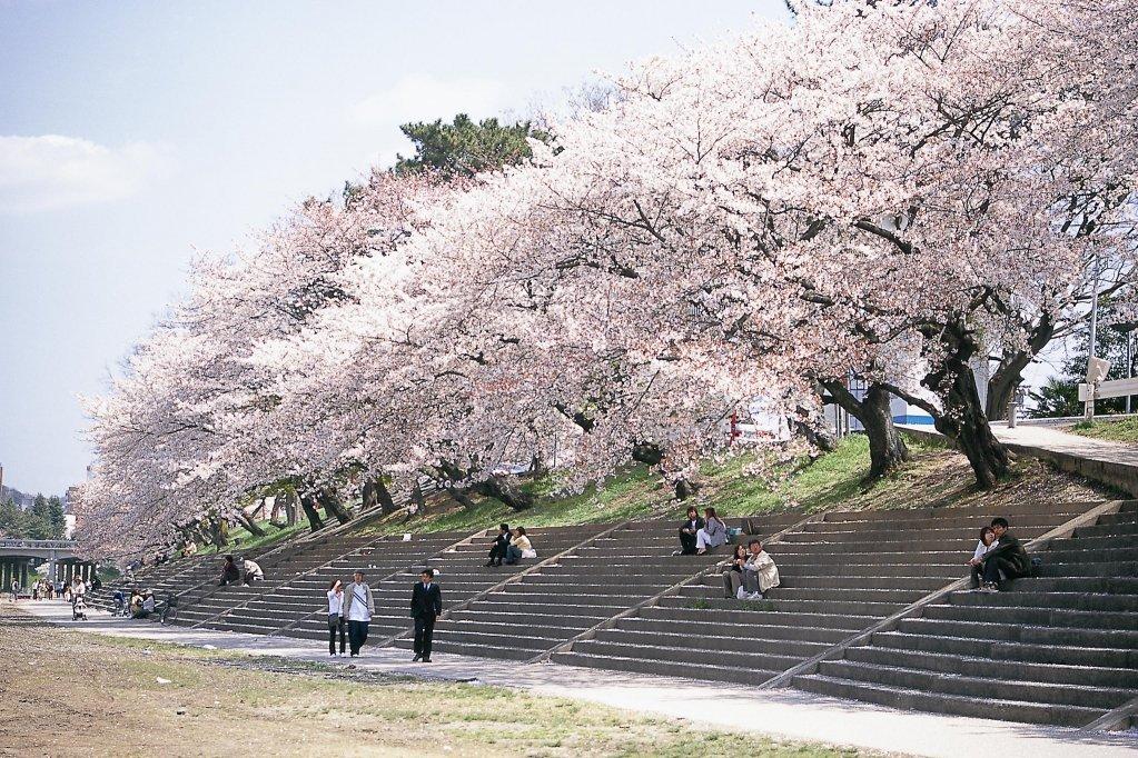 岡崎の桜まつり・五万石藤まつり